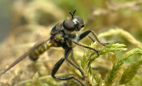 Réf. 213 734 : Choerades fimbriata